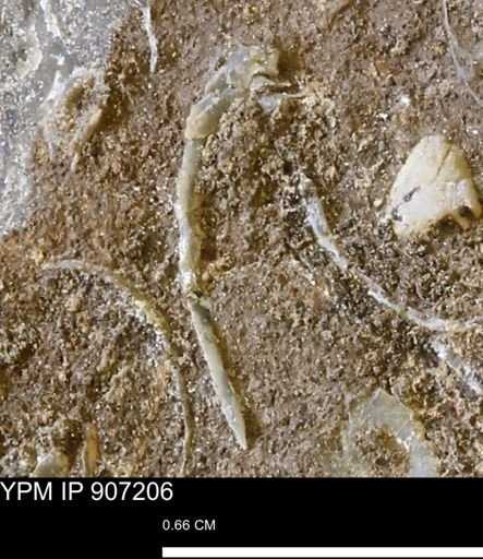 undet. Bivalvia