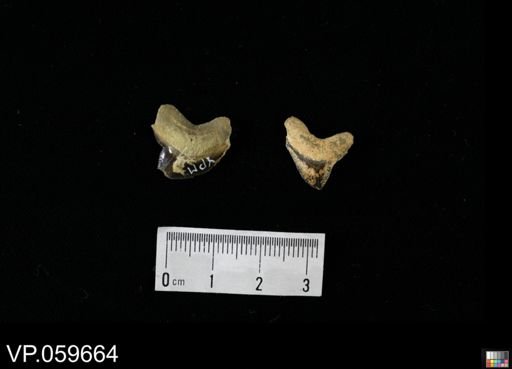 Squalicorax sp.
