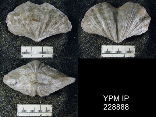 Neospirifer latus