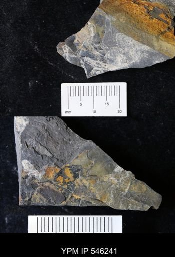 undet. Eurypterida
