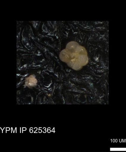 undet. Rugoglobigerinidae