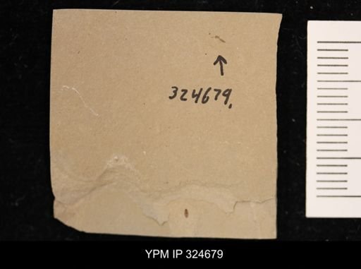 undet. Hymenoptera