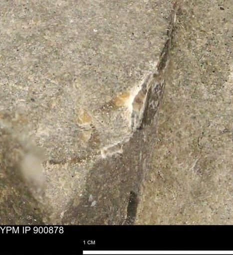 undet. Mollusca