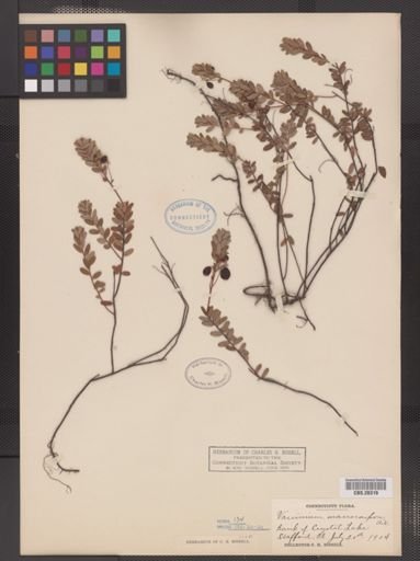 Vaccinium macrocarpon