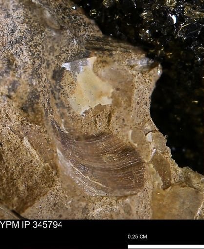 Limopsis striatopunctatus