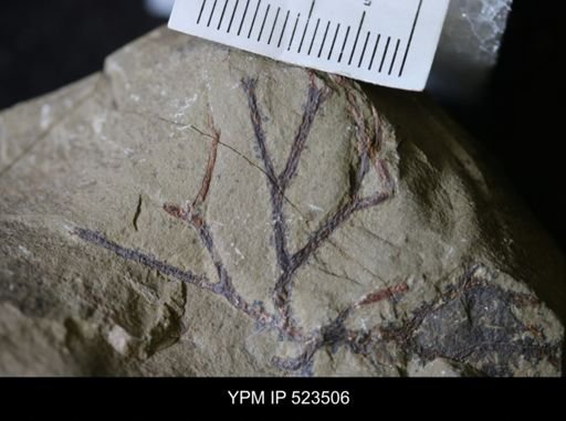 Paradelograptus tenuis