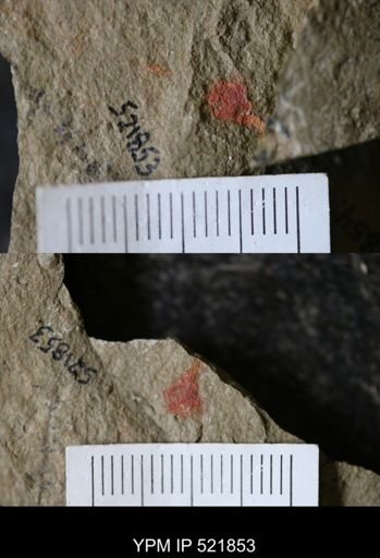 undet. Echinodermata