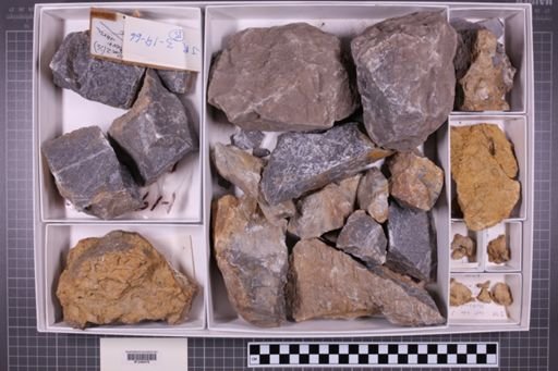 mixed taxa, stratigraphic collection