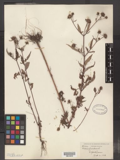 Bidens frondosa