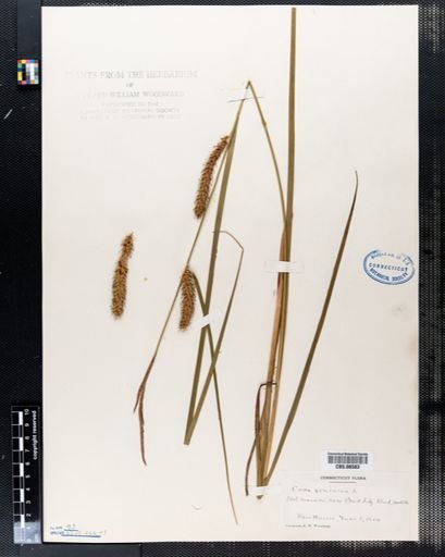 Carex vesicaria