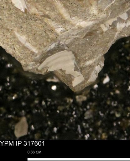 undet. Mollusca