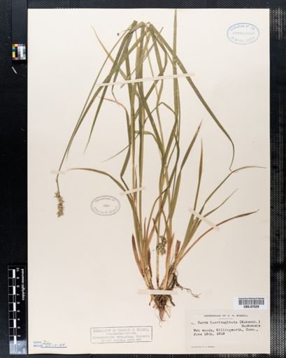 Carex laevivaginata