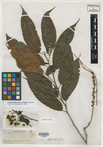 Lunania dodecandra