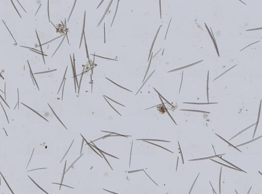 Halichondrida