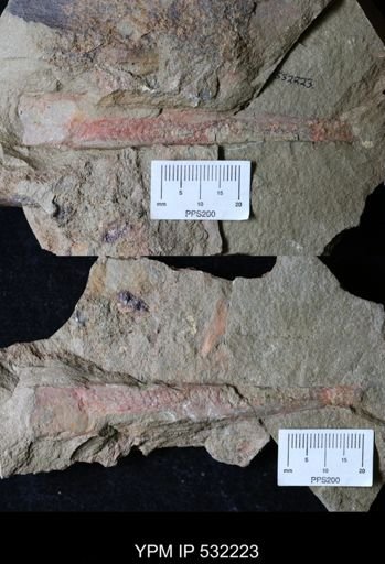 undet. Nautiloidea