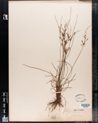 Juncus tenuis