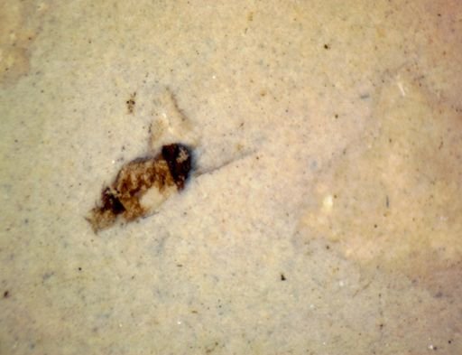 undet. Hexapoda