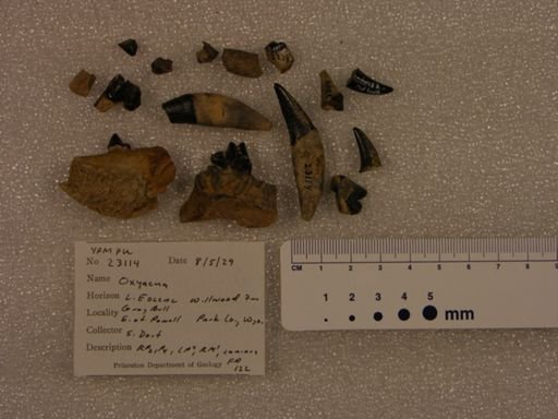 Oxyaena sp.