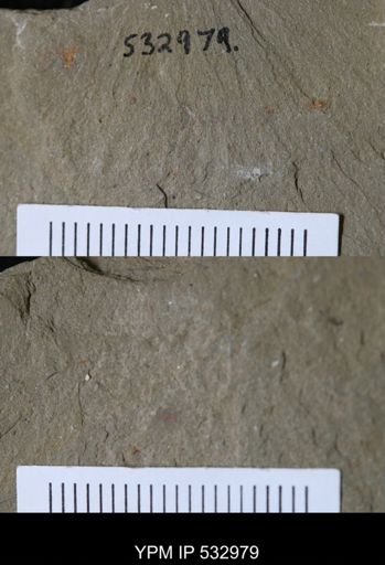 Marrellomorpha