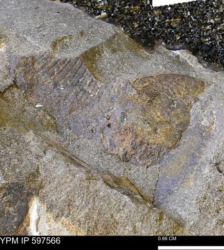 Ammonoidea?