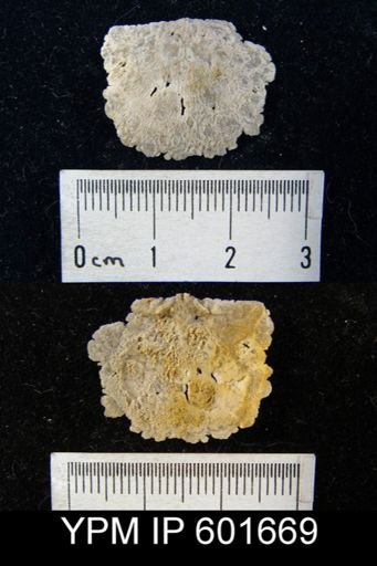 Strophomena sp.