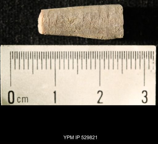 Pseudorthoceras knoxense