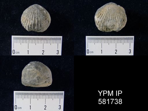 Uncinulus vellicatus