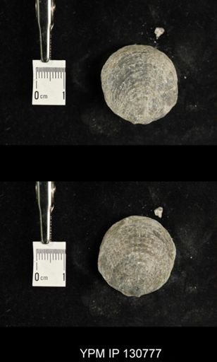 Spinatrypa spinosa