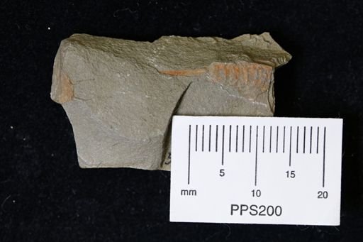 undet. Xiphosurida