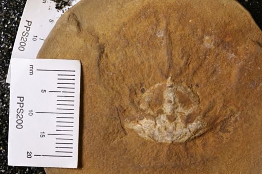 Euproops danae