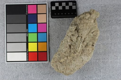 Protoceras sp.