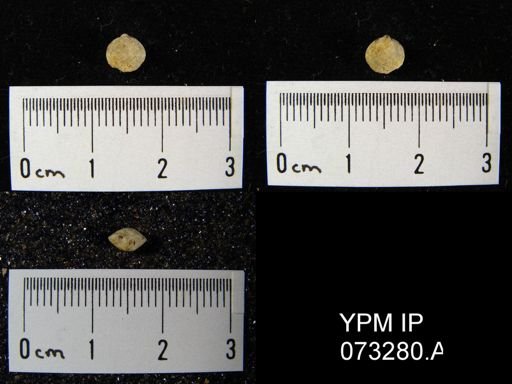 Atrypella decaturensis