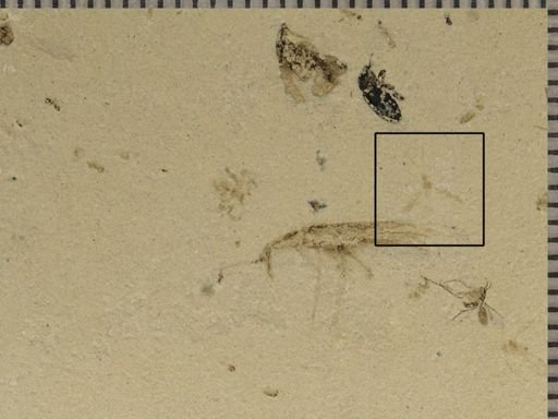 undet. Psocoptera