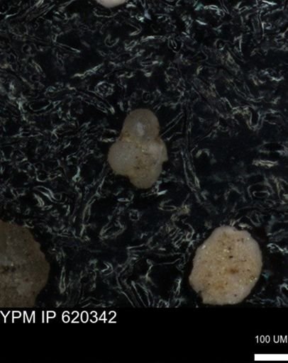 undet. Rugoglobigerinidae