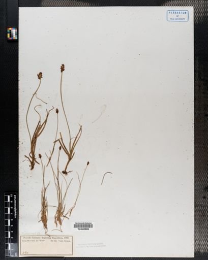 Carex