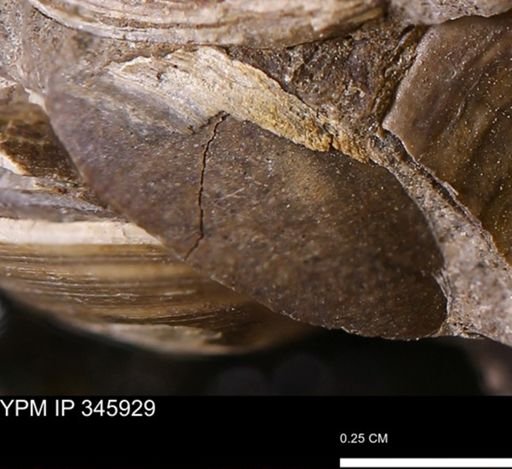 undet. Bivalvia