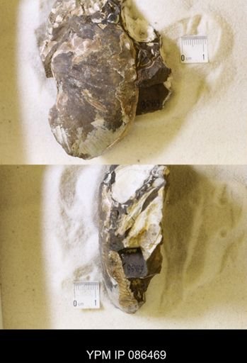 undet. Scaphitidae