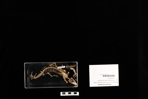 Gerrhosaurus flavigularis