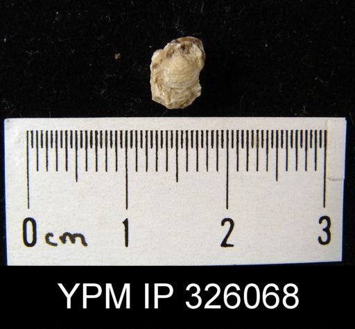 Reticularia lineata