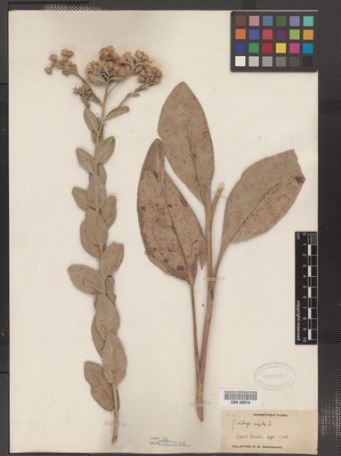 Solidago rigida