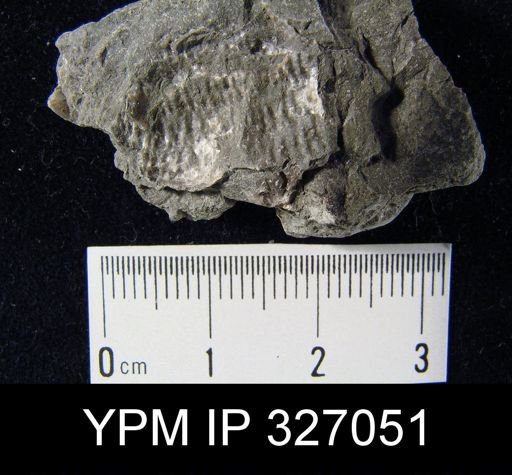 Productus semireticulatus