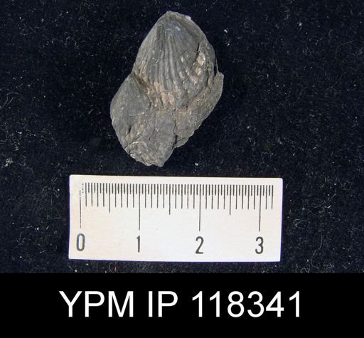 Camarotoechia obtusiplicata