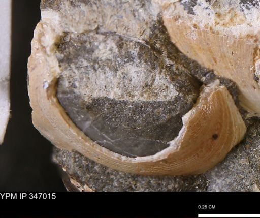 Limopsis striatopunctatus