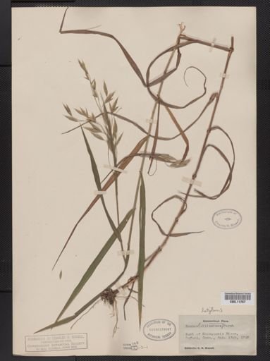 Bromus latiglumis