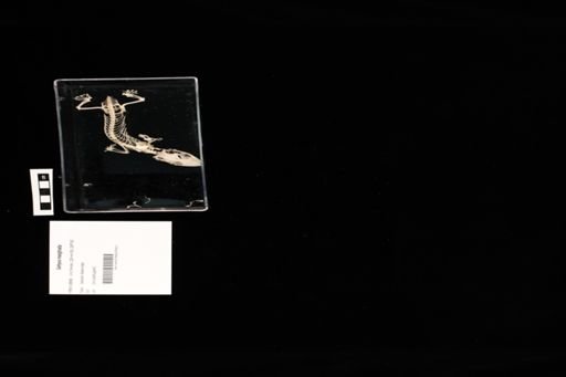 Gehyra marginata