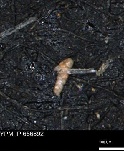 Verneuilinoides kansasensis