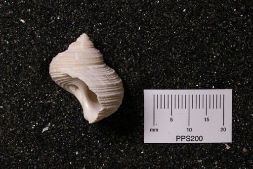Turbo rhectogrammicus