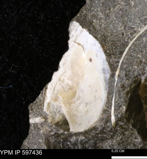 undet. Bivalvia