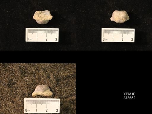 Marginifera wabashensis