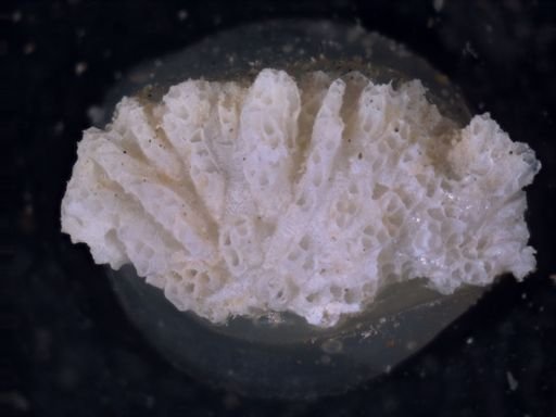 Tubulipora